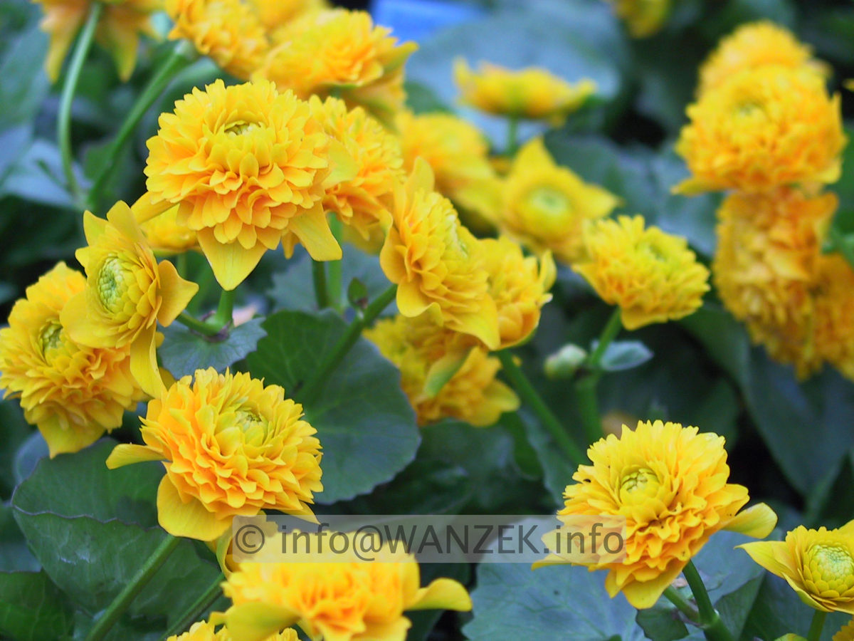 Caltha palustris Plena (Multiplex) 2.JPG